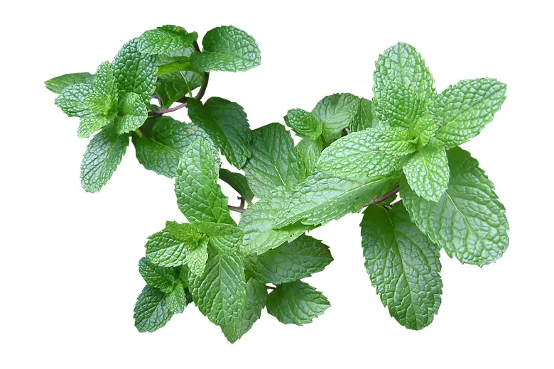 Parazol prevara ili ne